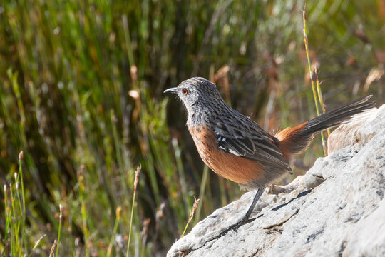 Female Cape Rockjumper (Chaetops frenatus) in restio grass in mountain fynbos, Rooiels, Western Cape South Africa. Endemic to South Africa, habitat shot