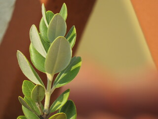 plant in the garden green