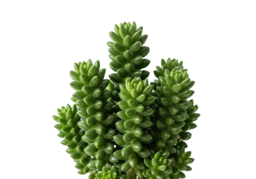 Emerald green succulent cluster, geometric leaves, waxy texture, rosette formations, transparent studio background, copy space. Concept of botanical beauty - Powered by Adobe