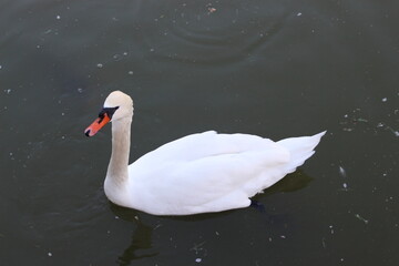 Naklejka premium A white swan swims in the lake.
