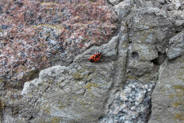 Red beetle crawling on a stone surface. Stone texture close-up