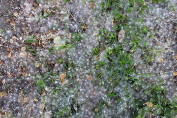 Green grass with white poplar fluff close-up