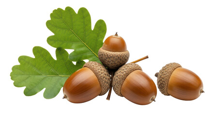 Isolated Acorns with Leaves