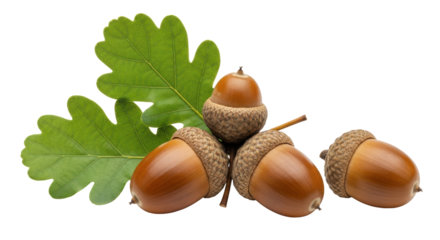 Isolated Acorns with Leaves