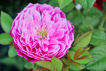 Obraz premium Close up shot of pink rose blossom
