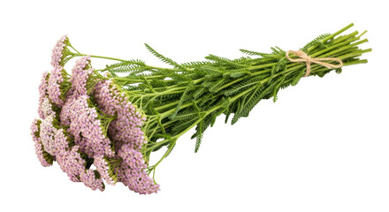 Isolated Yarrow Flowers