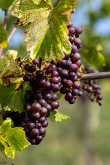 A close-up of a bunch of dark grapes, ripe and ready for harvest. The berries are compact and the surrounding leaves show the colors of autumn.