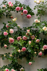A romantic close-up of a wall covered in climbing roses. The image evokes a delicate and natural atmosphere, perfect for projects related to weddings, love, and celebrations.