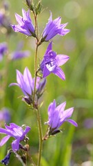Close-up view of vibrant purple wildflowers in a natural outdoor setting, showcasing delicate bell-shaped blossoms against a soft, out-of-focus background of green grass.