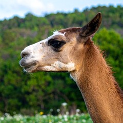 Obraz premium A close-up profile view of a llama, showcasing its soft fur and striking facial features against a blurred backdrop of lush greenery.