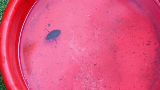 Close-up view of a black insect diving beetle floating gracefully on a vibrant pink liquid within a red bucket, creating an unusual and captivating visual composition