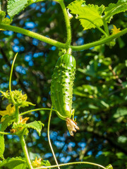 Young Cucumber Growing on a Lush Vine.