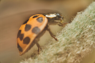 Ladybug crawling on a natural branch