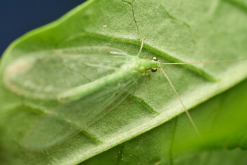 Macro view of green lacewing insect