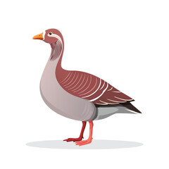 Elegant vector illustration of a bean goose with detailed plumage ideal for ornithology or wildlife designs