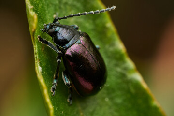 Purple beetle resting on green leaf