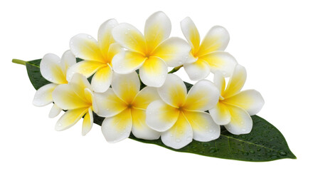 Isolated White Frangipani Flowers