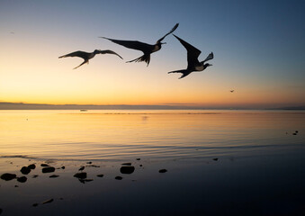 Seabirds Flying at Sunset Over the Pacific Ocean
