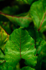 Green beetroot leaves with red stems. Beetroot in the garden. Young beets in spring. Natural, vibrant background and texture.