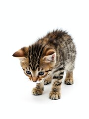 Fototapeta premium Curious kitten exploring a white background animal photography soft lighting close-up view playful concept