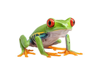 Obraz premium Vibrant red-eyed tree frog with striking coloration and unique features 