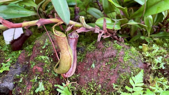 close-up of a unique pitcher plant, with its distinctive two-tone pitchers and lush green leaves, thriving in a natural, mossy environment. The image highlights its carnivorous features.