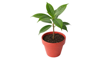 Isolated Potted Plant