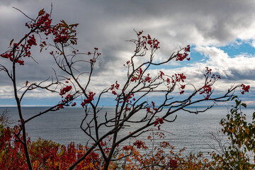 Red Berries Overlooking a Dramatic Seascape