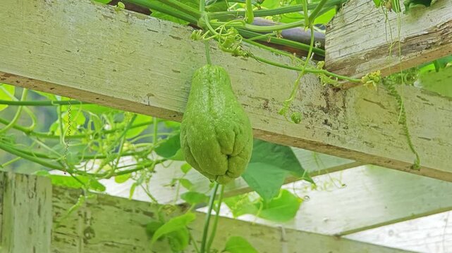 Chayote also known as mirliton and choko.
