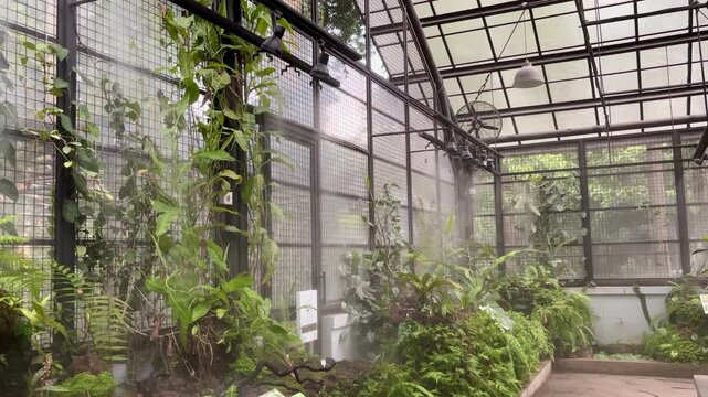  interior of a misty greenhouse with a vibrant collection of tropical plants. The automated misting system and rustic building visible outside create a tranquil, humid atmosphere.