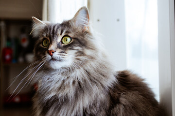 Close up of fluffy gray cat with long fur and green eyes. with interesting and thoughtful expression. Cute Domestic Gray Cat