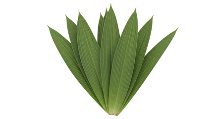 Obraz premium Isolated Bunch of Green Leaves