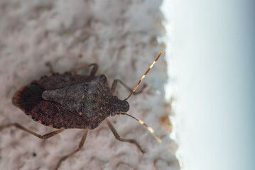 Macro Photo of a Brown Stink Bug on a White Wall