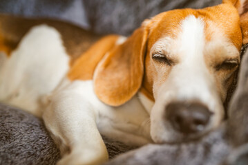Obraz premium Sleeping Beagle Dog on Cozy Blanket