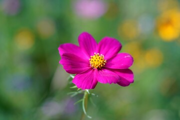 Fototapeta premium Vibrant pink flower close-up.