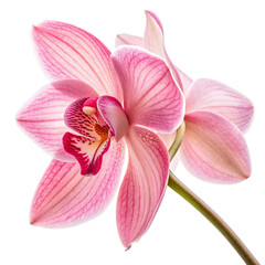 Delicate pink orchid flower with striped petals isolated on transparent background