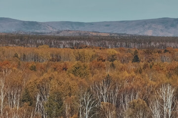 Obraz premium Landscape of autumn taiga, yellow forest