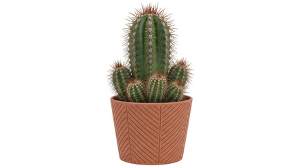Isolated Cactus in Terracotta Pot © Gabriela