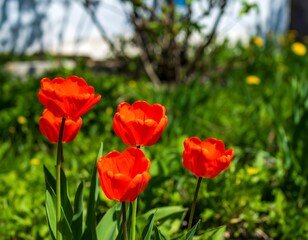 Obraz premium Vibrant orange tulips in a garden setting