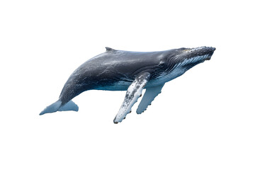 Naklejka premium Jumping whale captured in dynamic motion, showcasing the beauty of marine life 