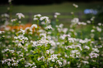 Hiking near Welsperg lake - Italy