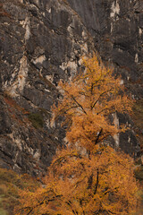 Altai Mountains covered with trees, golden autumn