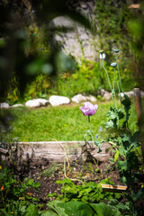 Hiking near Welsperg lake - Italy