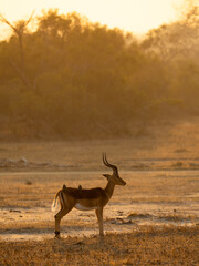 red billed oxpecker on an impala ram 