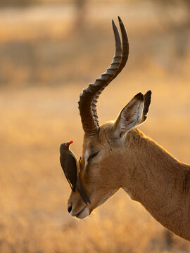 Red-billed oxpecker on an impala ram close up