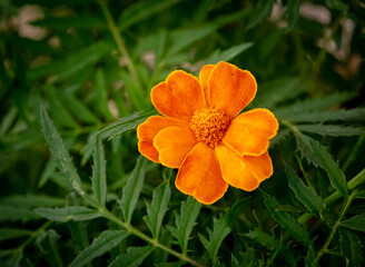 Fiore arancione in macro con sfondo verde sfocato