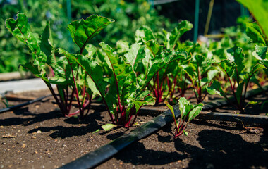 Green beet leaves with red stems. Beets in the garden. Young beets in the spring.