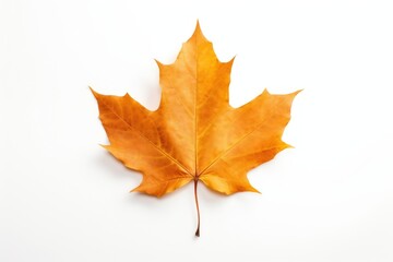Fototapeta premium Fall leaf maple plant tree.