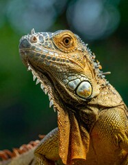 Fototapeta premium Close-up portrait of a vibrant iguana, showcasing intricate scales and a curious gaze, set against a blurred, natural backdrop.