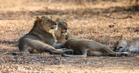 two young male lion sub-adult cubs and lionesses